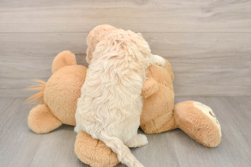 Best Cavapoo Baby