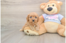 Little Cavipoo Poodle Mix Puppy