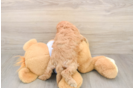 Adorable Cavalier King Charles Spaniel and Poodle Mix Poodle Mix Puppy