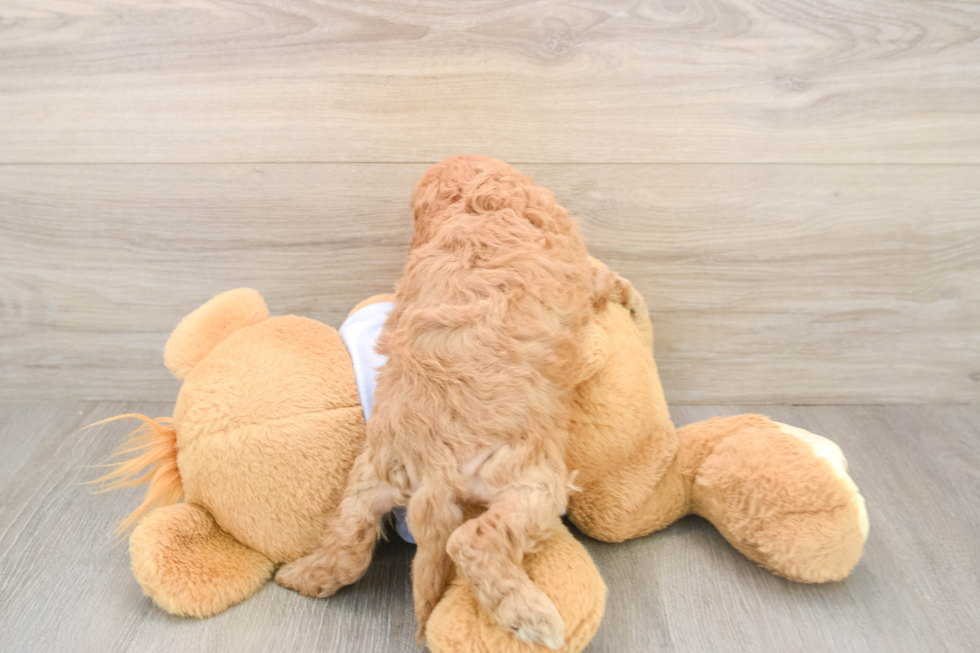 Adorable Cavalier King Charles Spaniel and Poodle Mix Poodle Mix Puppy