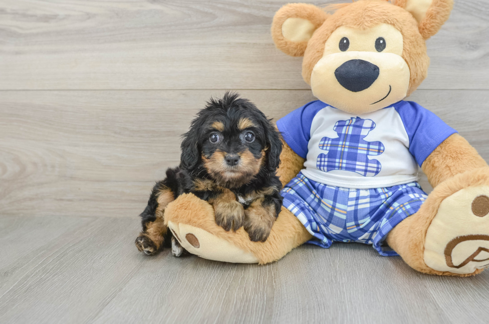 7 week old Cavapoo Puppy For Sale - Pilesgrove Pups