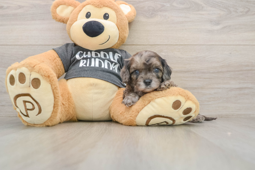 Energetic Cavoodle Poodle Mix Puppy