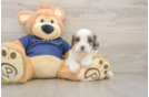 Cute Cavapoo Baby