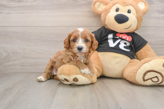 Small Cavapoo Baby