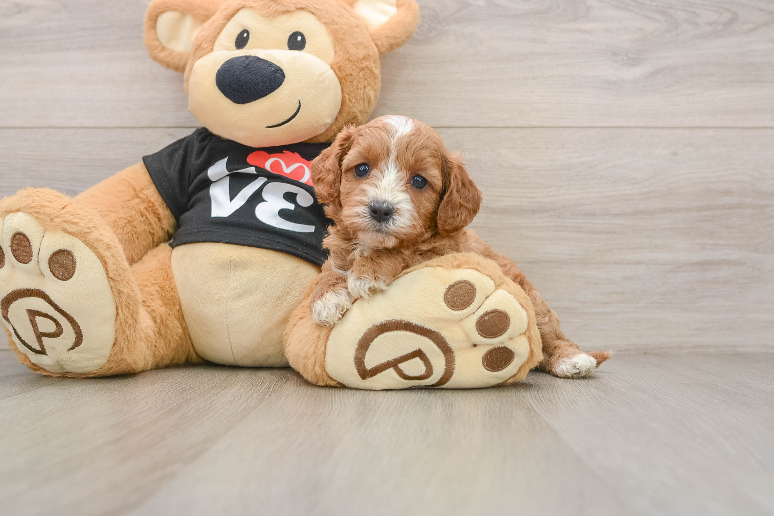 Best Cavapoo Baby