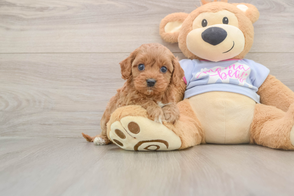 Happy Cavapoo Baby