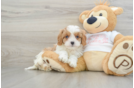 Cavapoo Pup Being Cute