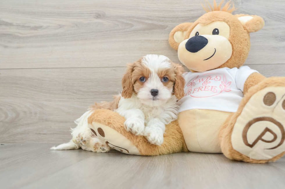 Cavapoo Pup Being Cute