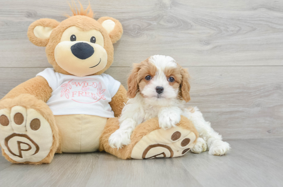 8 week old Cavapoo Puppy For Sale - Pilesgrove Pups