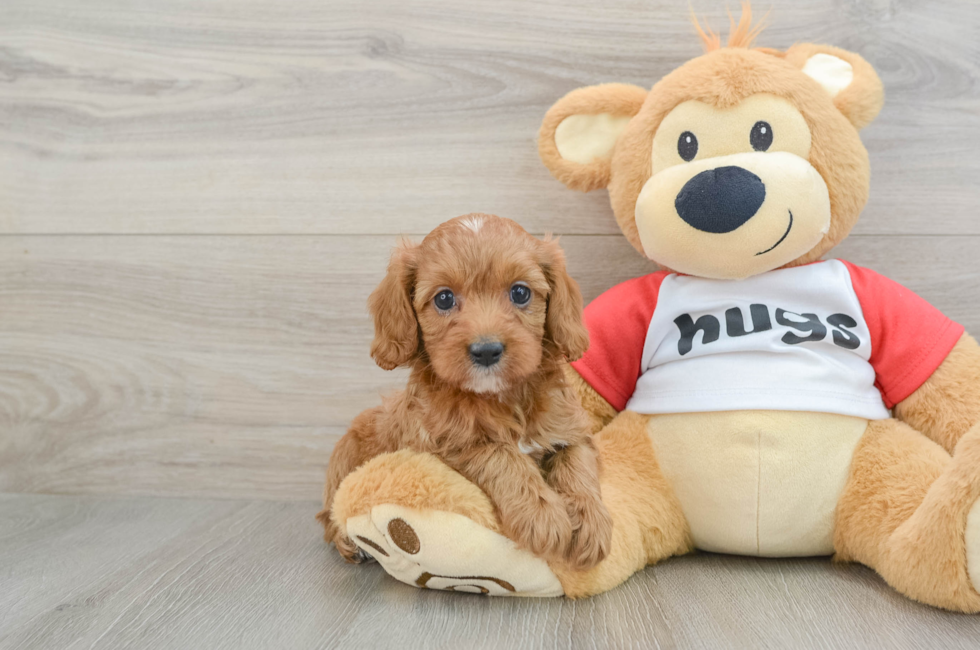 7 week old Cavapoo Puppy For Sale - Pilesgrove Pups