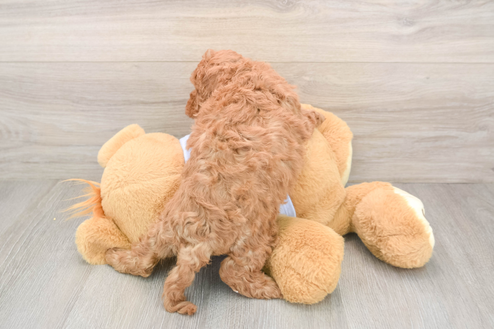 Fluffy Cavapoo Poodle Mix Pup