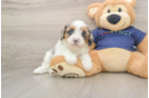 Energetic Cavoodle Poodle Mix Puppy