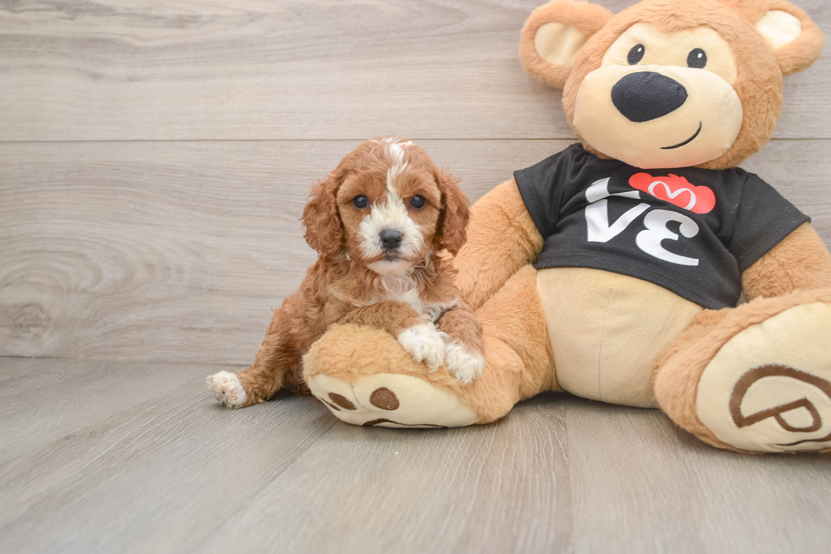 Little Cavipoo Poodle Mix Puppy