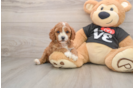 Little Cavipoo Poodle Mix Puppy