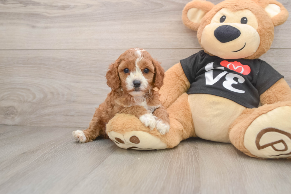 Little Cavipoo Poodle Mix Puppy