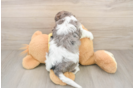 Funny Cavapoo Poodle Mix Pup