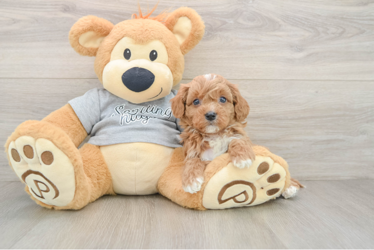 Friendly Cavapoo Baby