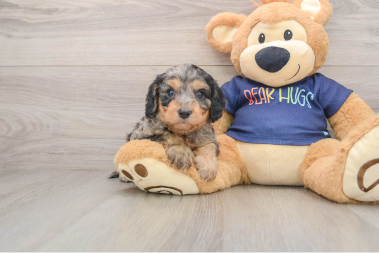Fluffy Cavapoo Poodle Mix Pup