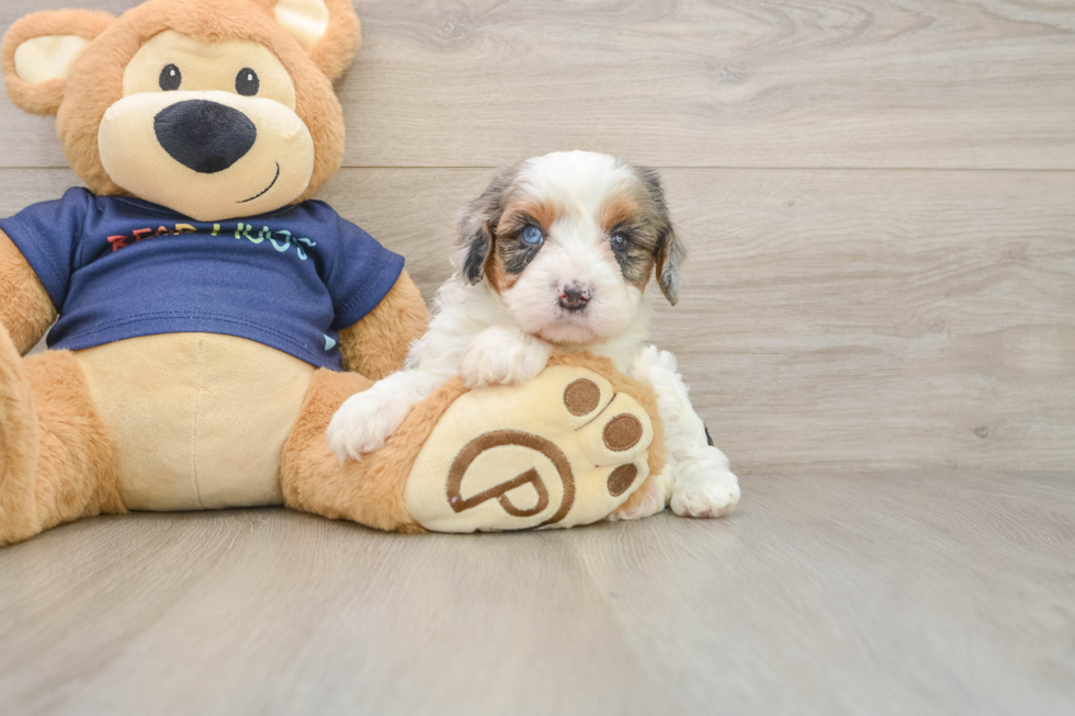 Best Cavapoo Baby