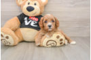 Best Cavapoo Baby