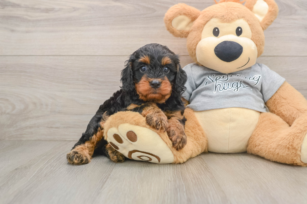 Best Cavapoo Baby