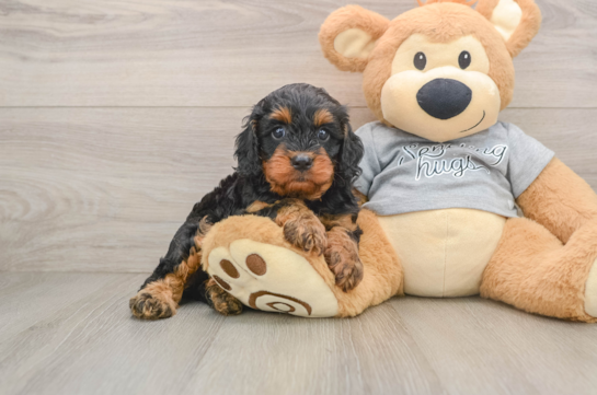 Best Cavapoo Baby