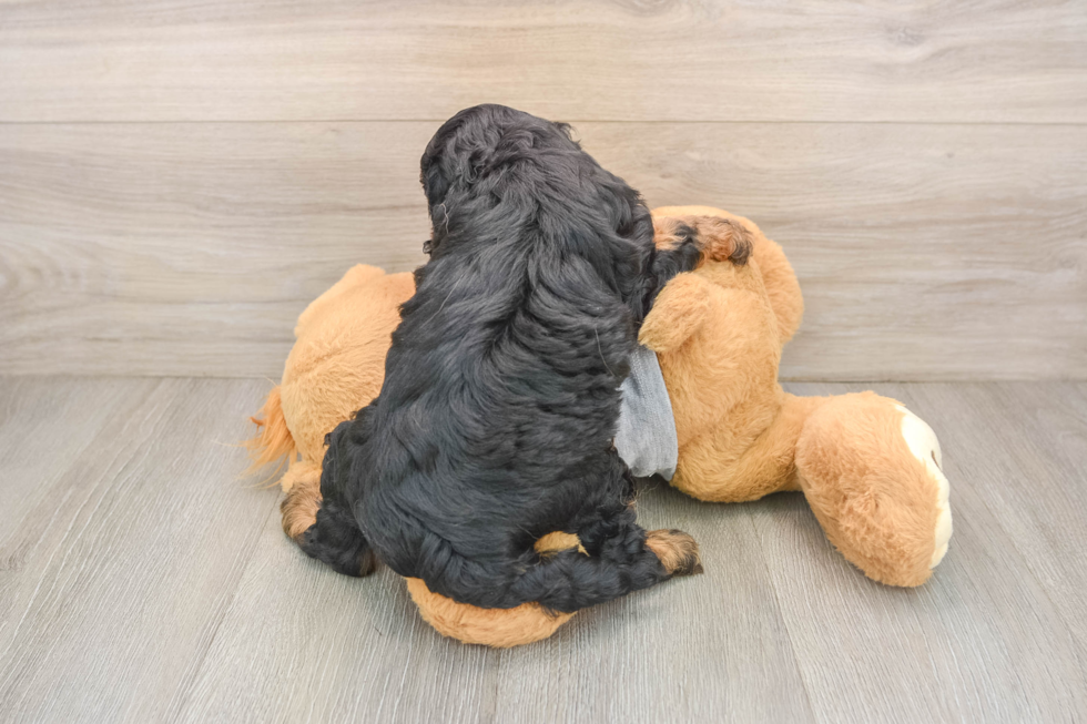 Little Cavipoo Poodle Mix Puppy