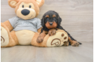 Happy Cavapoo Baby