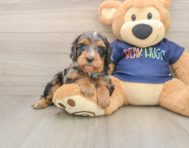 7 week old Cavapoo Puppy For Sale - Pilesgrove Pups