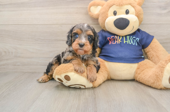 Playful Cavapoodle Poodle Mix Puppy