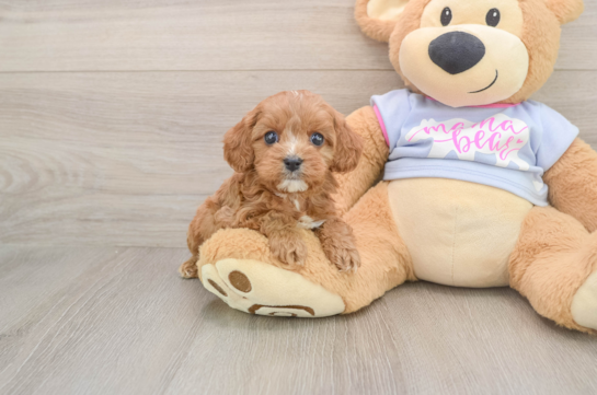 Fluffy Cavapoo Poodle Mix Pup