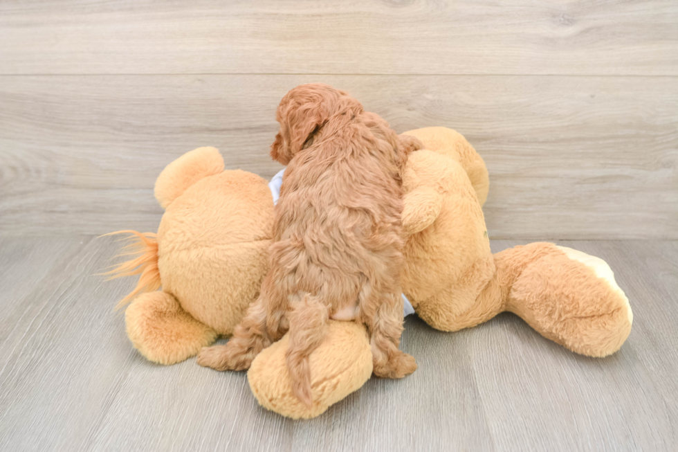 Petite Cavapoo Poodle Mix Pup