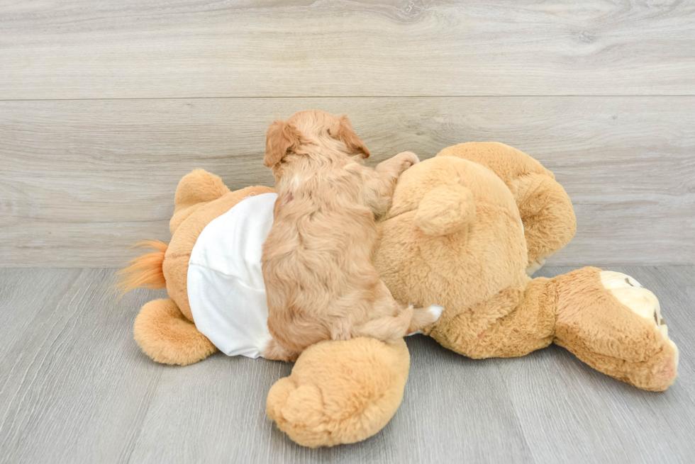 Petite Cavapoo Poodle Mix Pup
