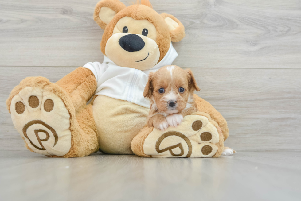 Best Cavapoo Baby