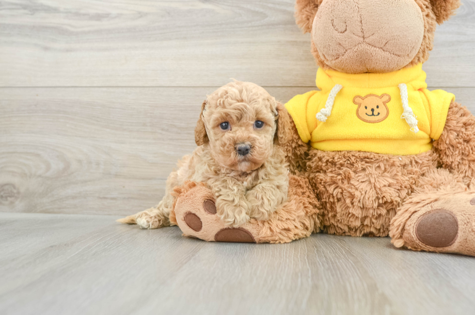 6 week old Cavapoo Puppy For Sale - Pilesgrove Pups