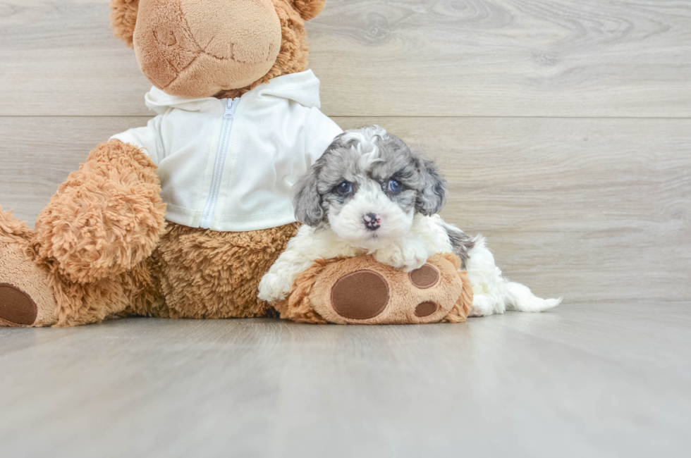 7 week old Cavapoo Puppy For Sale - Pilesgrove Pups