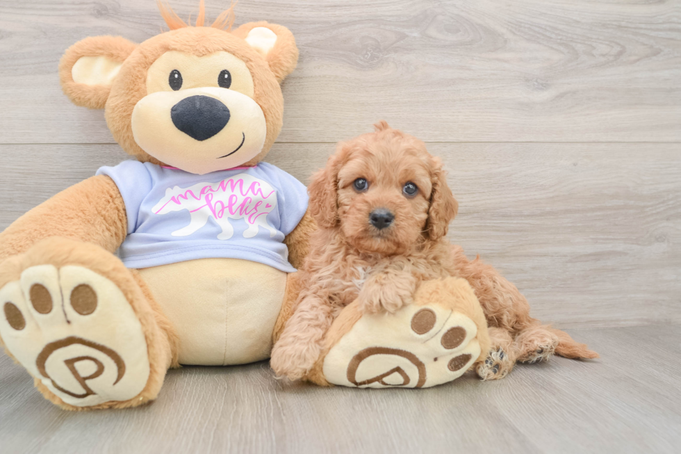 Cavapoo Puppy for Adoption