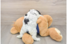 Cute Cavapoo Baby