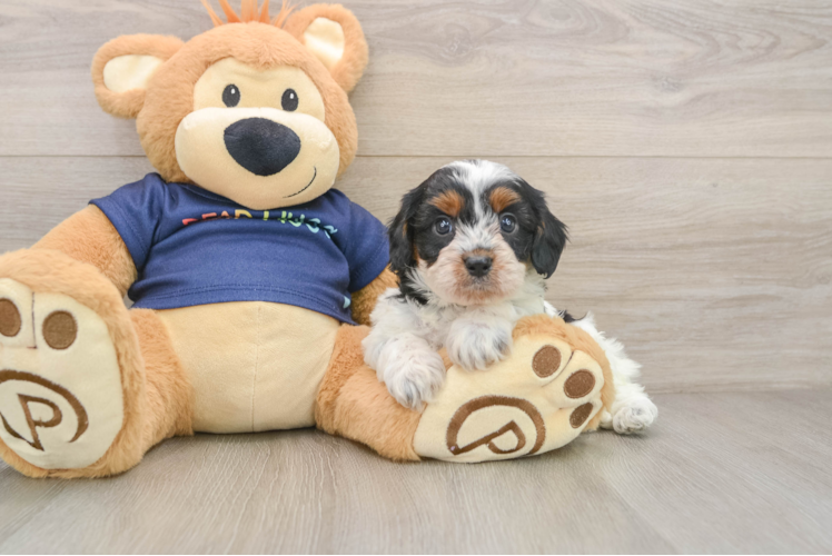 Popular Cavapoo Poodle Mix Pup