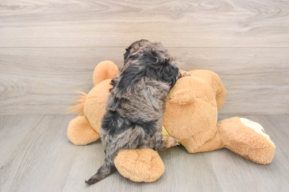 Smart Cavapoo Poodle Mix Pup