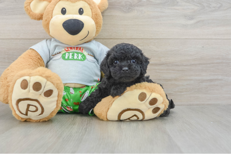 Best Cavapoo Baby
