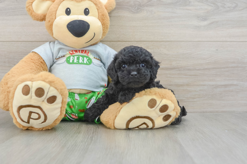 8 week old Cavapoo Puppy For Sale - Pilesgrove Pups