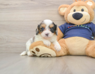 8 week old Cavapoo Puppy For Sale - Pilesgrove Pups