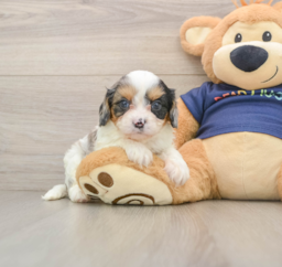9 week old Cavapoo Puppy For Sale - Pilesgrove Pups