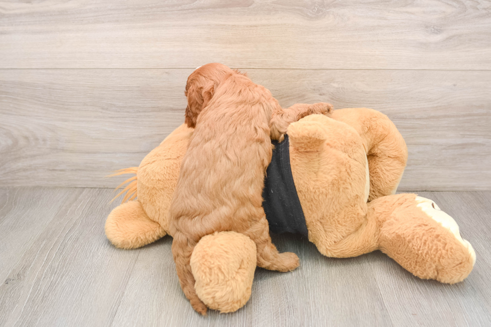 Adorable Cavalier King Charles Spaniel and Poodle Mix Poodle Mix Puppy