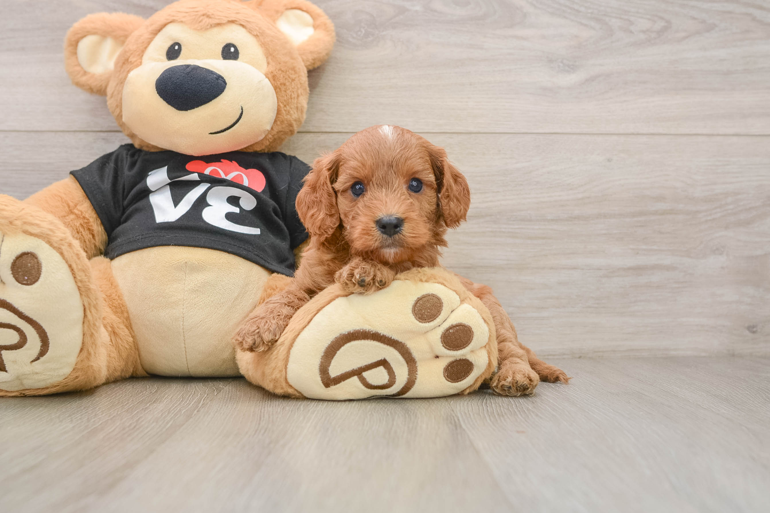 Cavapoo Puppy for Adoption