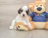 8 week old Cavapoo Puppy For Sale - Pilesgrove Pups