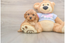 Best Cavapoo Baby