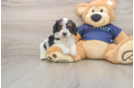 Friendly Cavapoo Baby