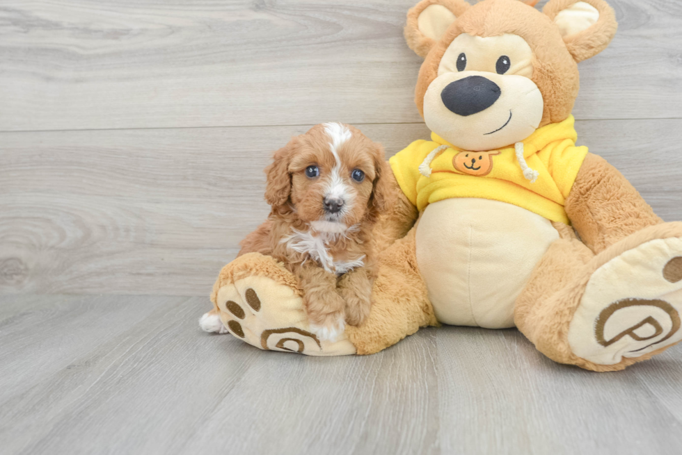 Cavapoo Pup Being Cute